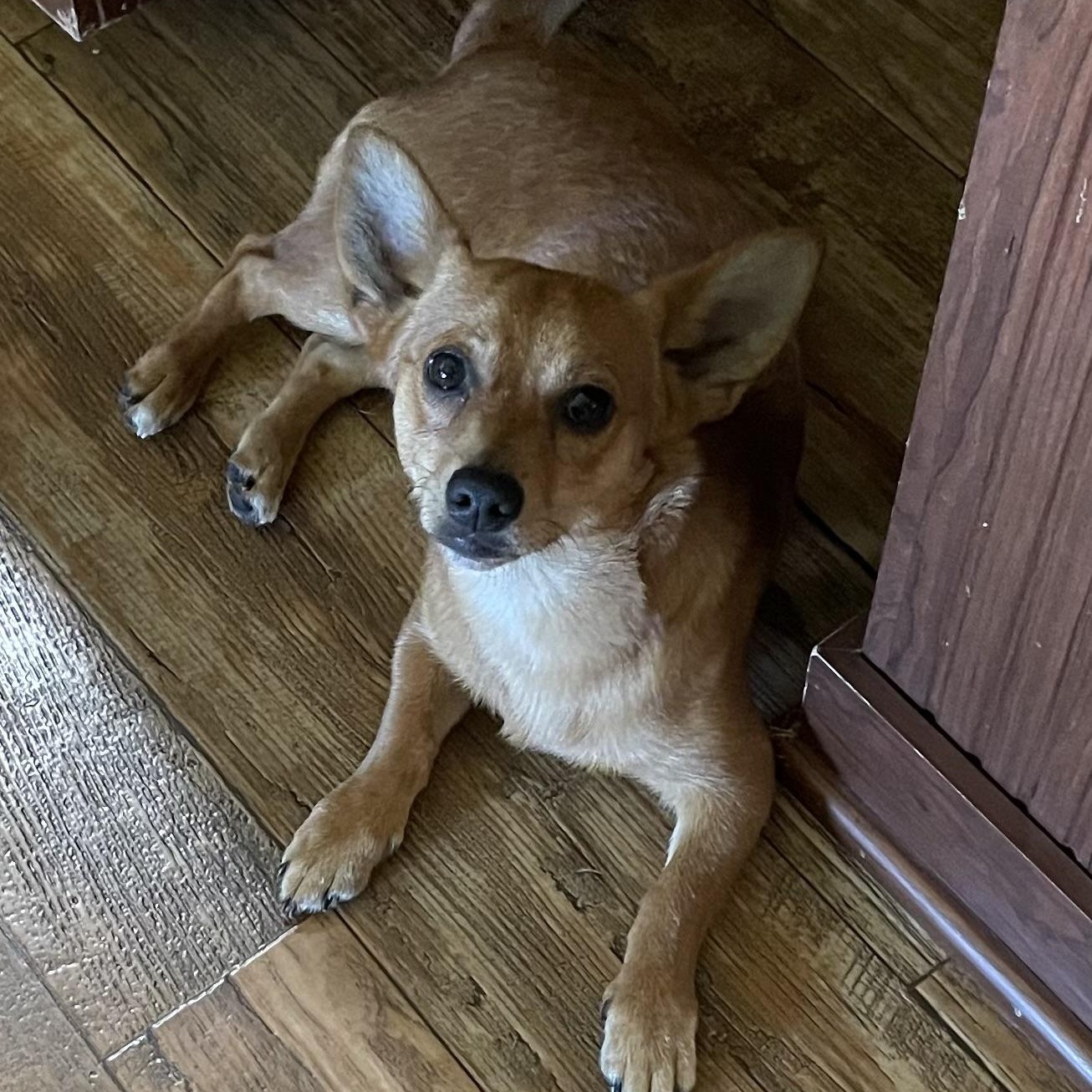 Enlarge Rowdy, a ADOPTABLE mixed breed in Florala, AL image 3/5