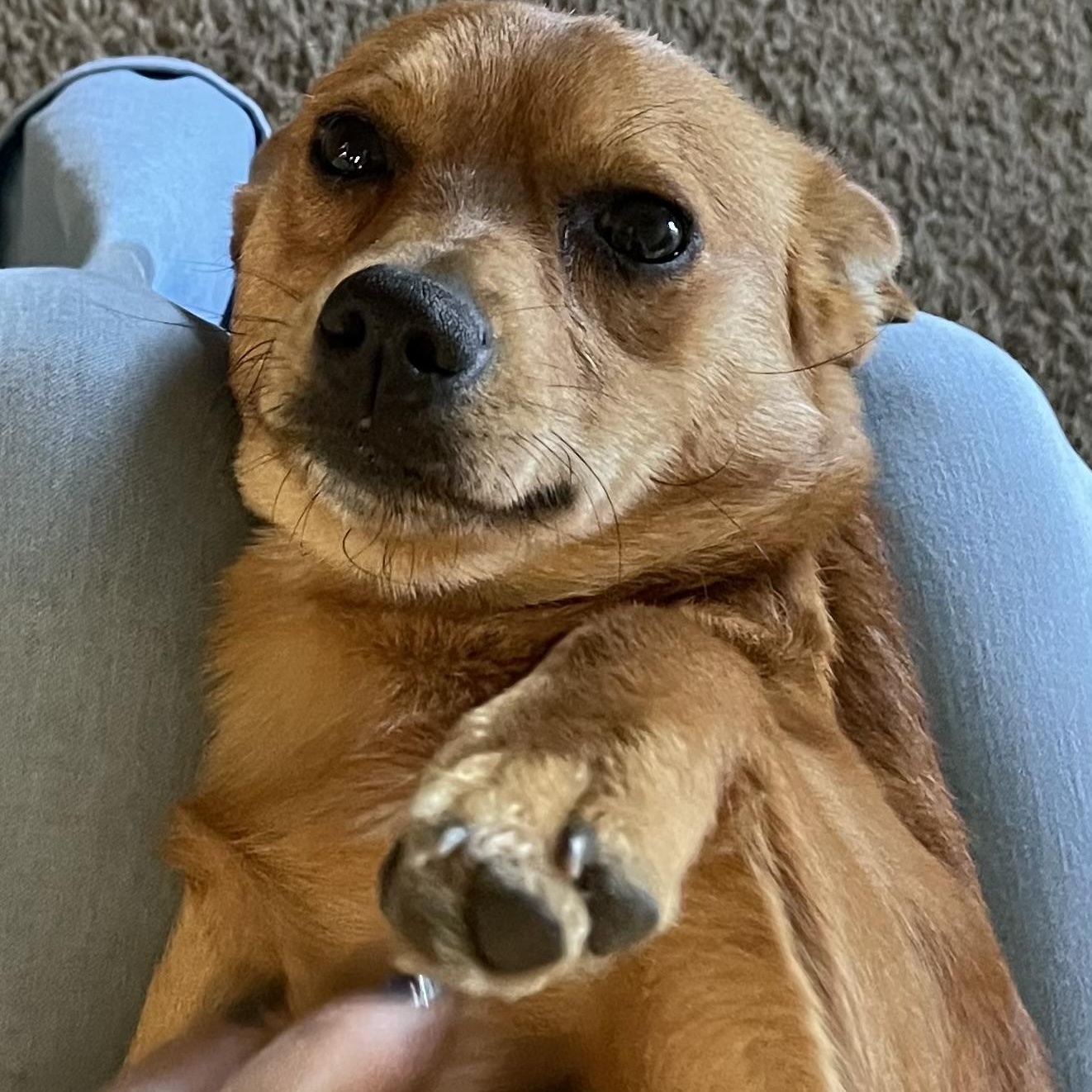 Rowdy, ADOPTABLE, Young Male Corgi & Chihuahua.