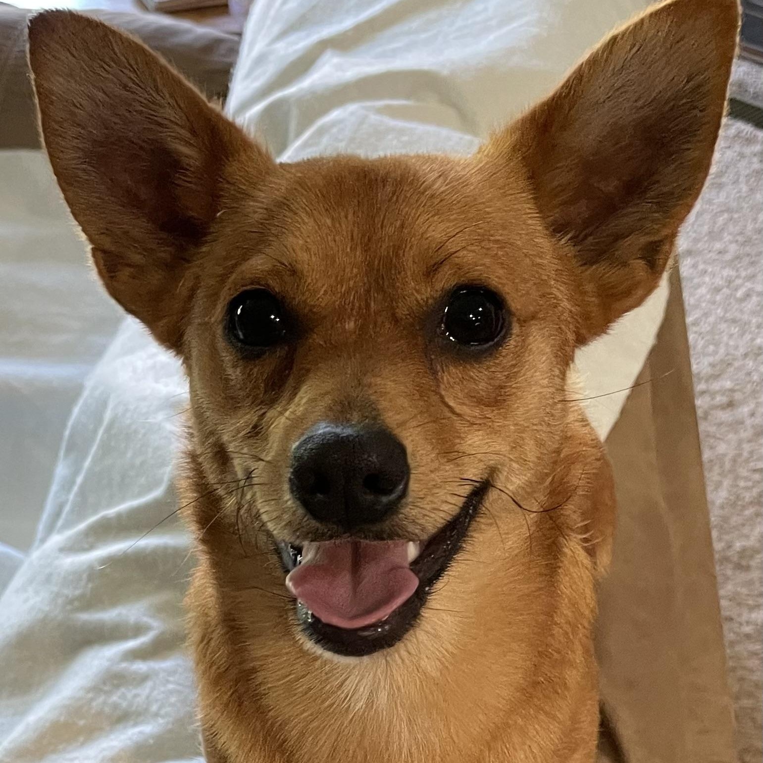 Enlarge Rowdy, a ADOPTABLE mixed breed in Florala, AL image 4/5