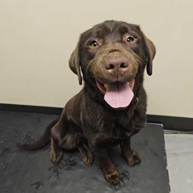 Enlarge Rusty, a ADOPTABLE mixed breed in Bellingham, WA image 3/3