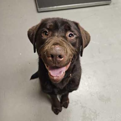 Enlarge Rusty, a ADOPTABLE mixed breed in Bellingham, WA image 2/3