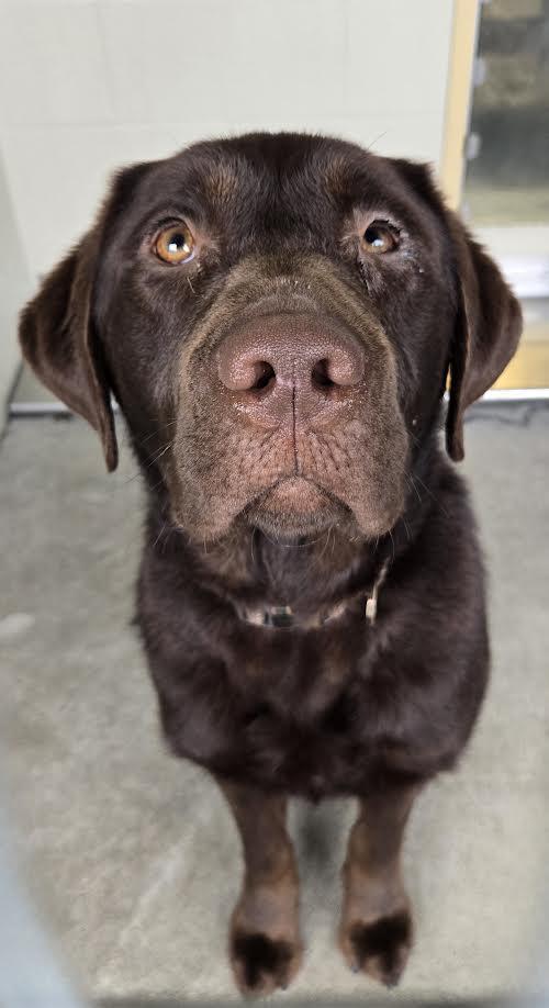 Rusty, ADOPTABLE, Young Male Labrador Retriever.