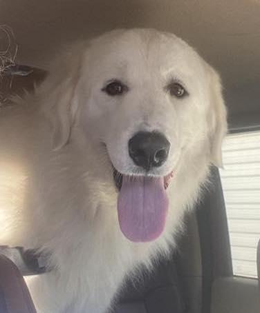 Bernard, Adoptable, Young Male Great Pyrenees.