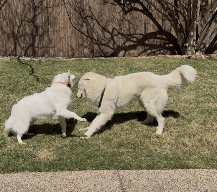 Bernard, a Adoptable Great Pyrenees in Garland, TX image 2/3