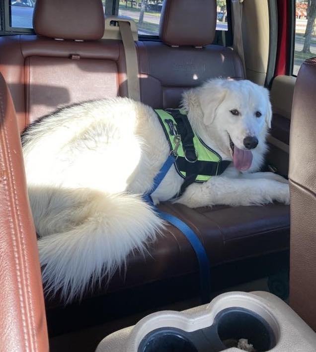 Bernard, a Adoptable Great Pyrenees in Garland, TX image 3/3