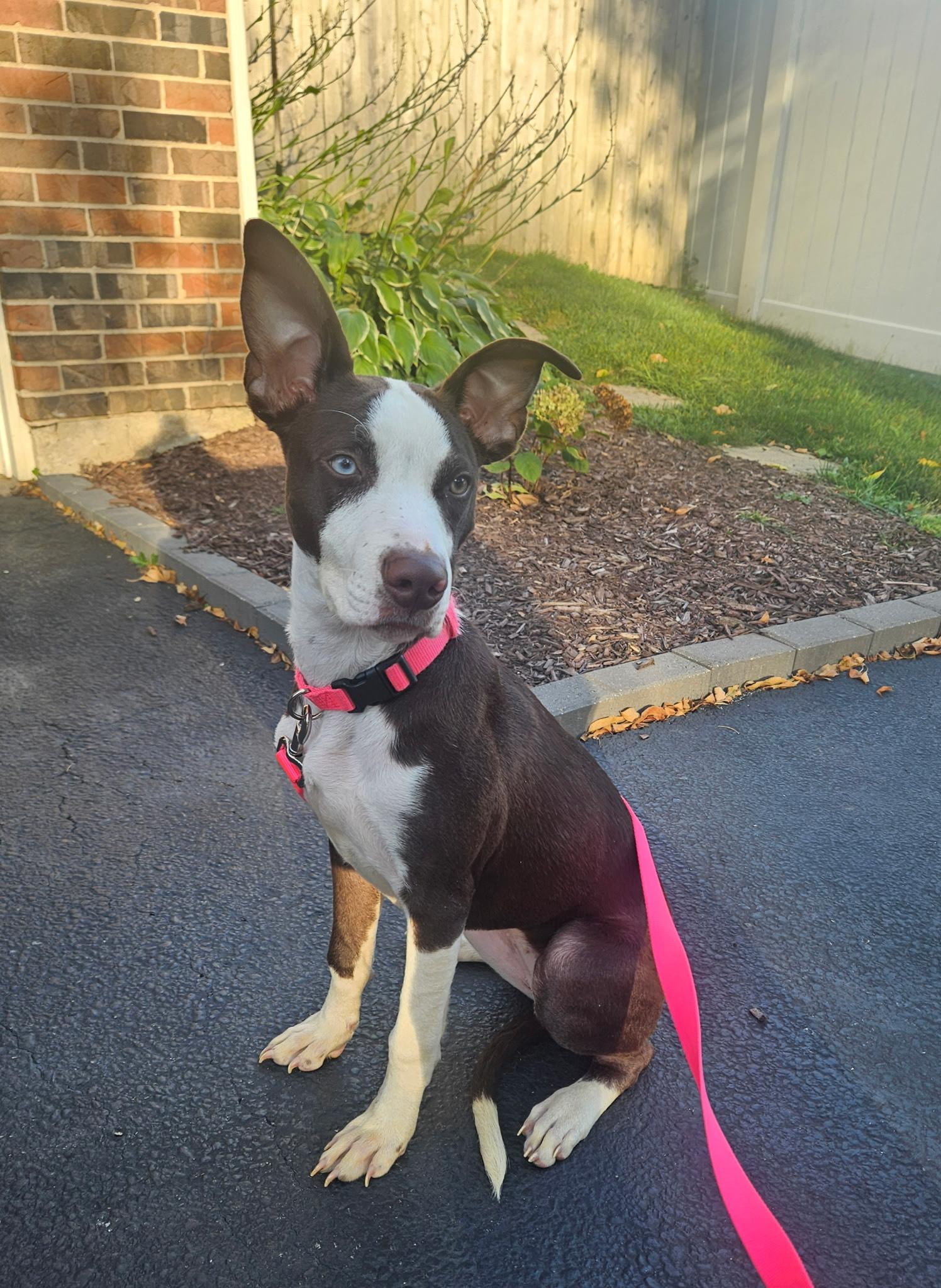 Pop Tart, a Adoptable American Staffordshire Terrier in Wheaton, IL image 2/6