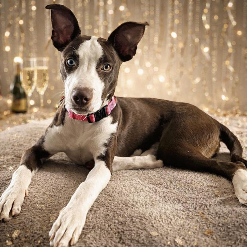 Pop Tart, a Adoptable American Staffordshire Terrier in Wheaton, IL image 3/6