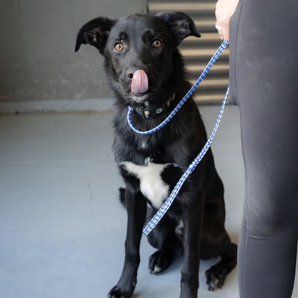Bear, Adoptable, Young Male Black Labrador Retriever & Mixed Breed.