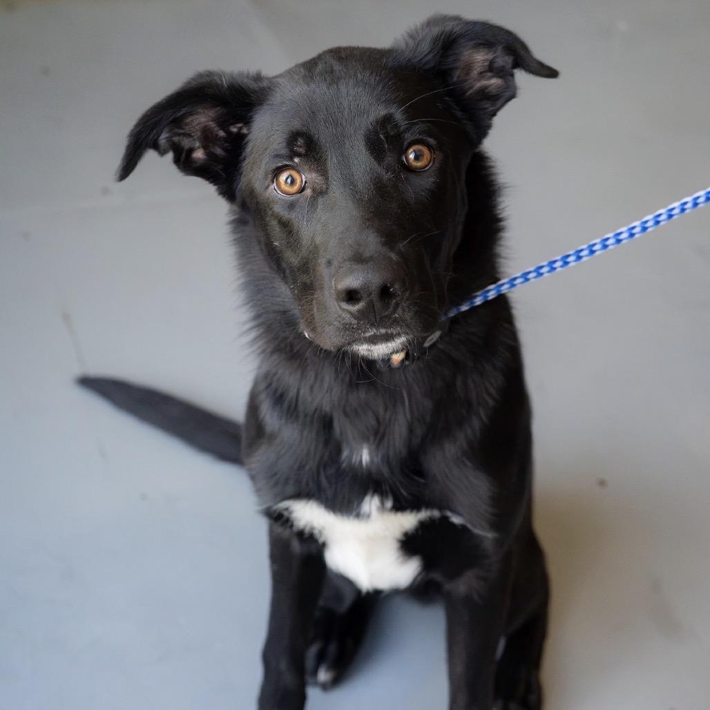 Enlarge Bear, a Adoptable mixed breed in Tacoma, WA image 2/5