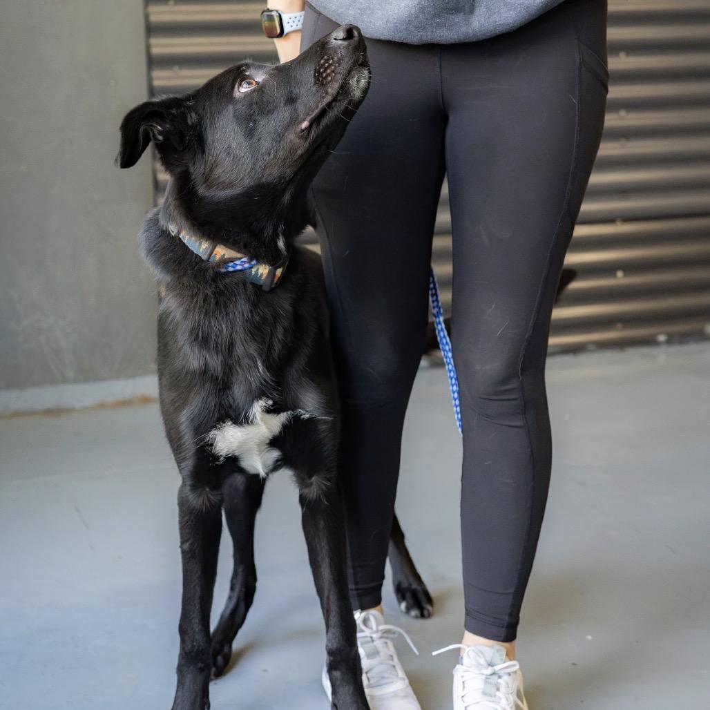 Enlarge Bear, a Adoptable mixed breed in Tacoma, WA image 4/5