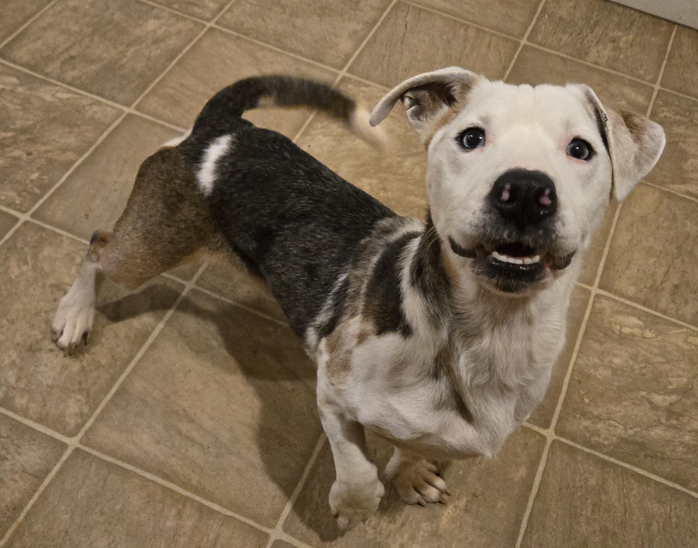 Enlarge BERT ** DEAF** tinycauseadopt@gmail.com, a Adoptable mixed breed in Vandergrift, PA image 1/6