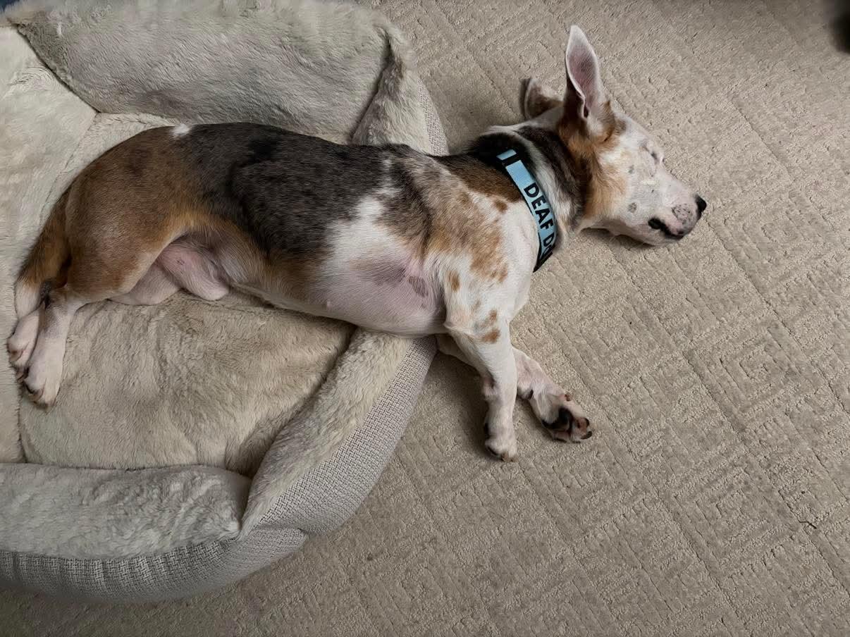 BERT ** DEAF** tinycauseadopt@gmail.com, a Adoptable mixed breed in Vandergrift, PA image 2/6