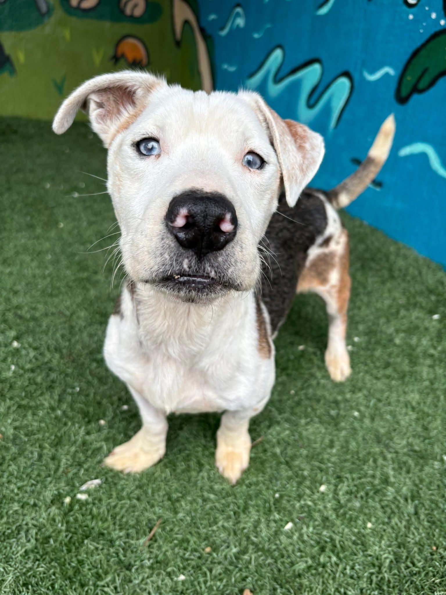 BERT tinycauseadopt@gmail.com