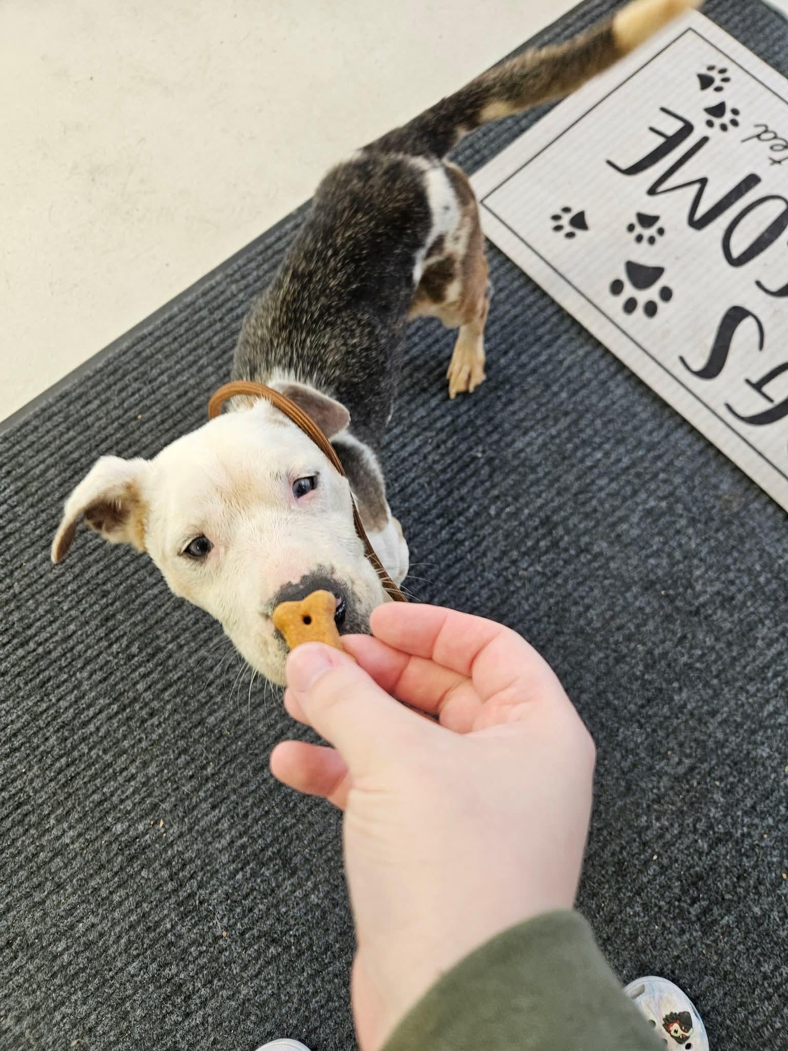 BERT ** DEAF** tinycauseadopt@gmail.com, a Adoptable mixed breed in Vandergrift, PA image 2/6
