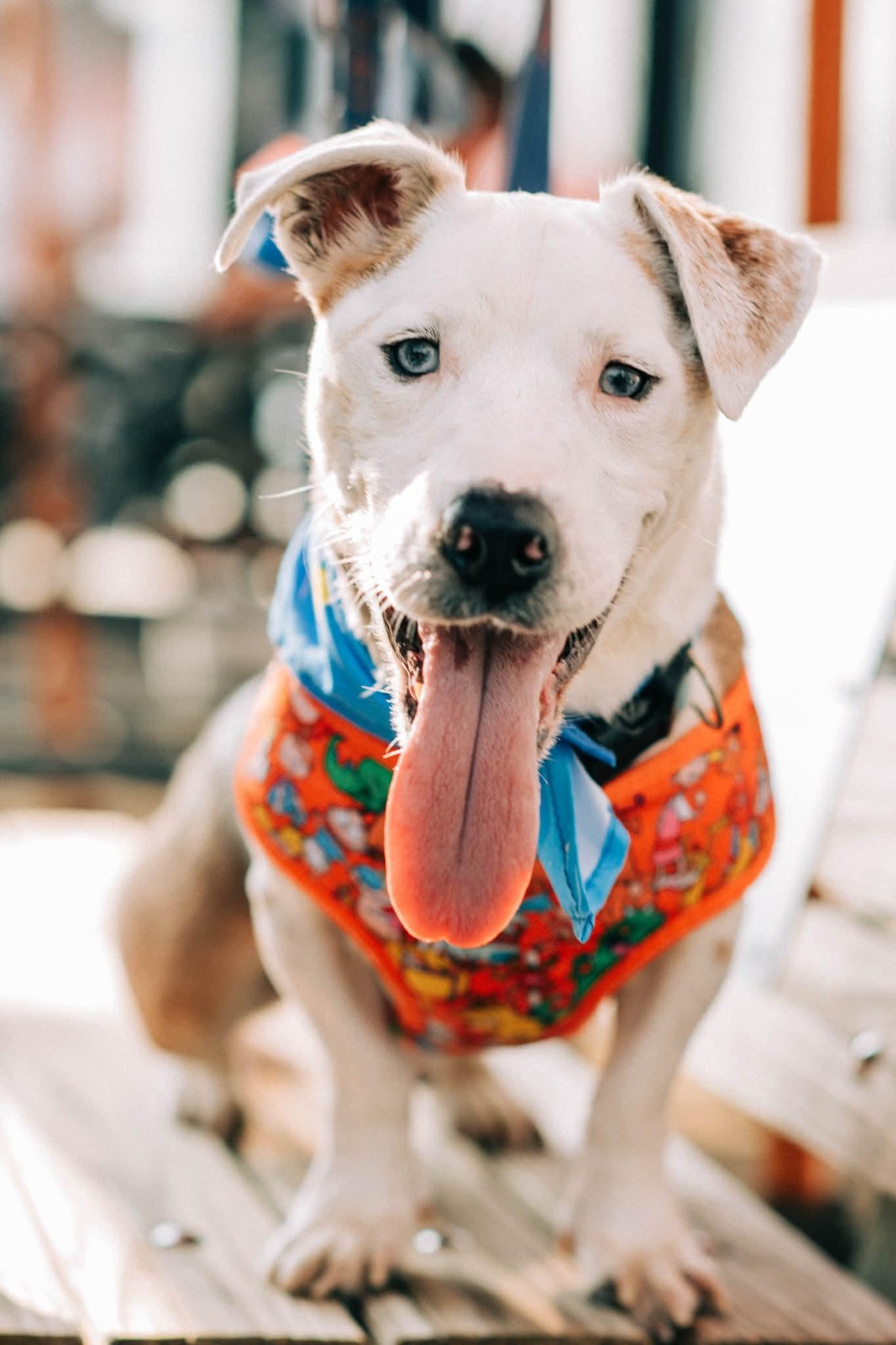 BERT ** DEAF** tinycauseadopt@gmail.com, a Adoptable mixed breed in Vandergrift, PA image 1/5