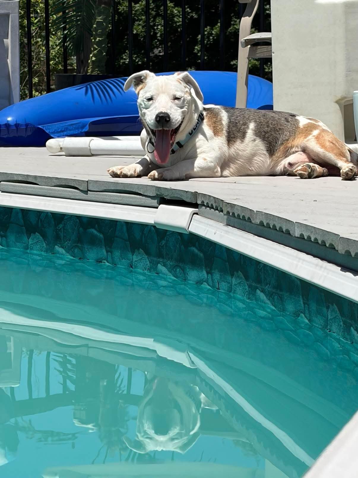 BERT ** DEAF** tinycauseadopt@gmail.com, Adoptable, Senior Male Pit Bull Terrier & Beagle.
