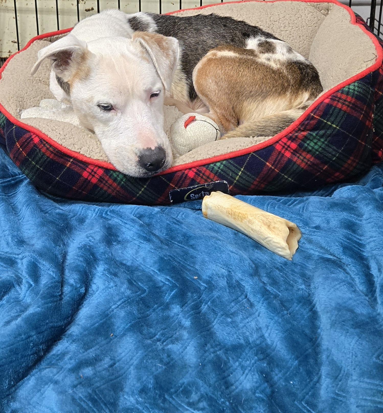 BERT ** DEAF** tinycauseadopt@gmail.com, a Adoptable mixed breed in Vandergrift, PA image 3/6