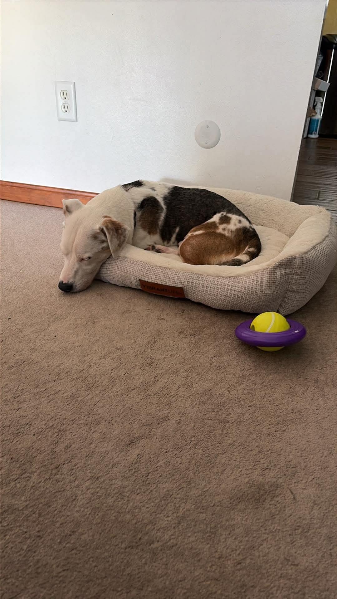 Enlarge BERT ** DEAF** tinycauseadopt@gmail.com, a Adoptable mixed breed in Vandergrift, PA image 1/6