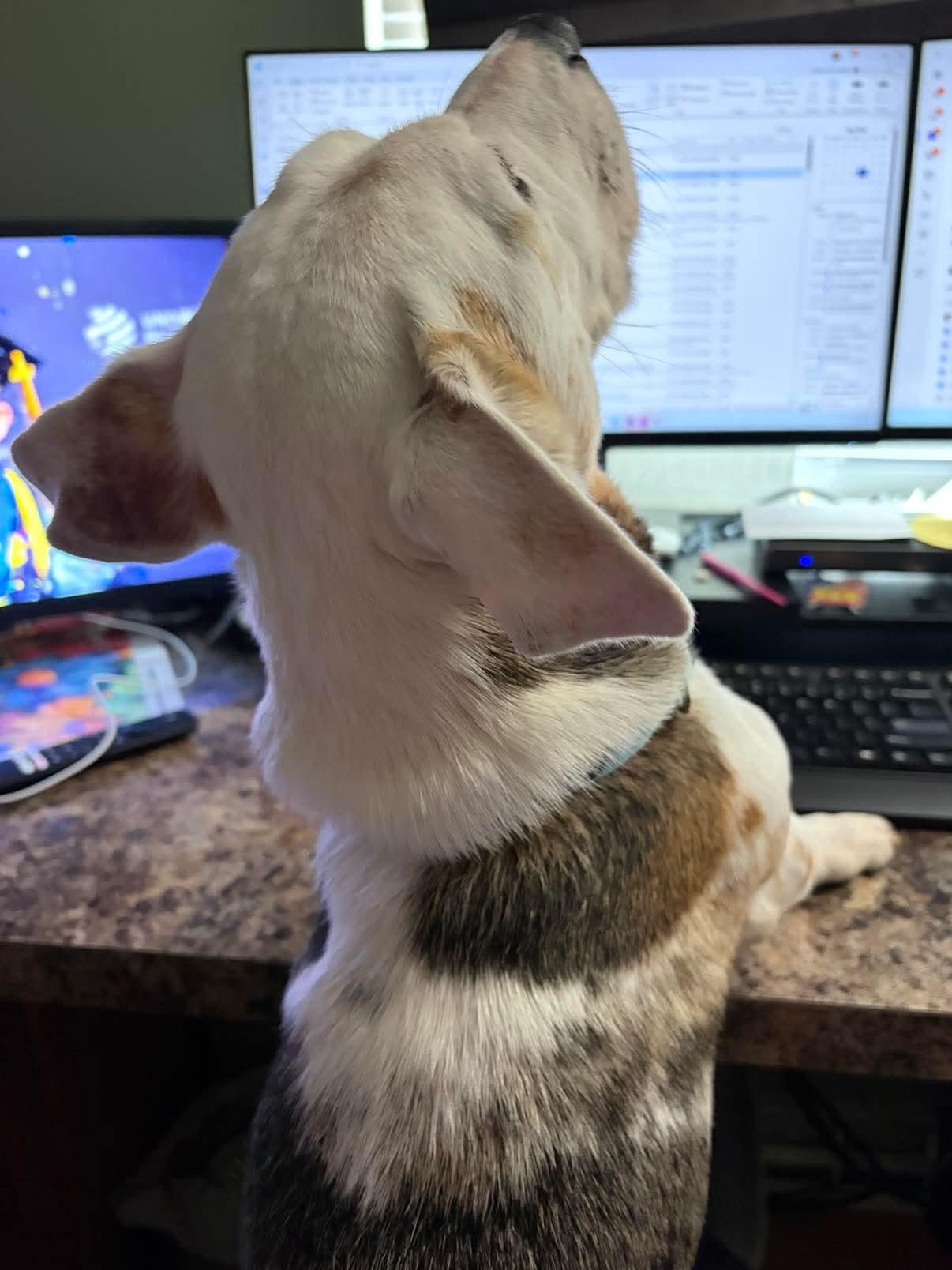 BERT ** DEAF** tinycauseadopt@gmail.com, a Adoptable mixed breed in Vandergrift, PA image 5/6