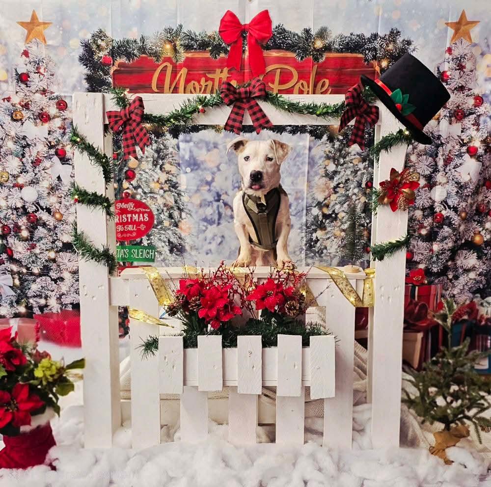 BERT ** DEAF** tinycauseadopt@gmail.com, a Adoptable mixed breed in Vandergrift, PA image 4/6