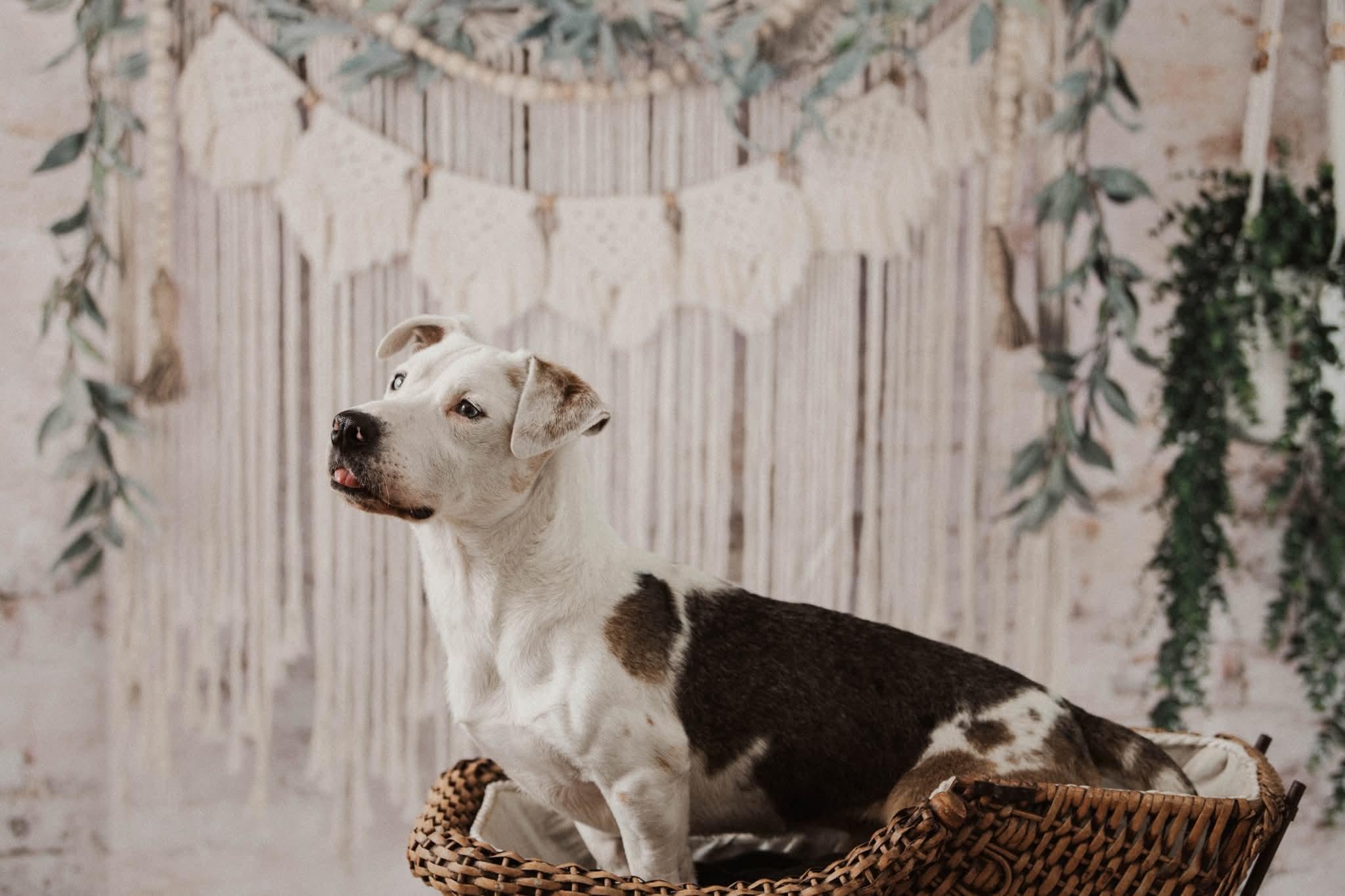 Enlarge BERT ** DEAF** tinycauseadopt@gmail.com, a Adoptable mixed breed in Vandergrift, PA image 3/6