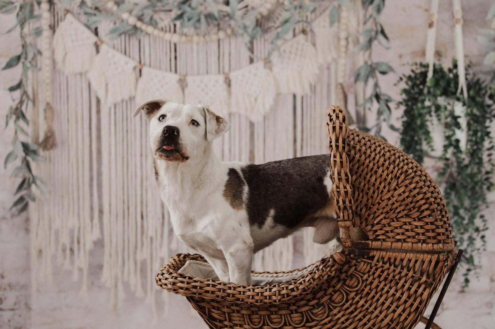 Enlarge BERT ** DEAF** tinycauseadopt@gmail.com, a Adoptable mixed breed in Vandergrift, PA image 2/6