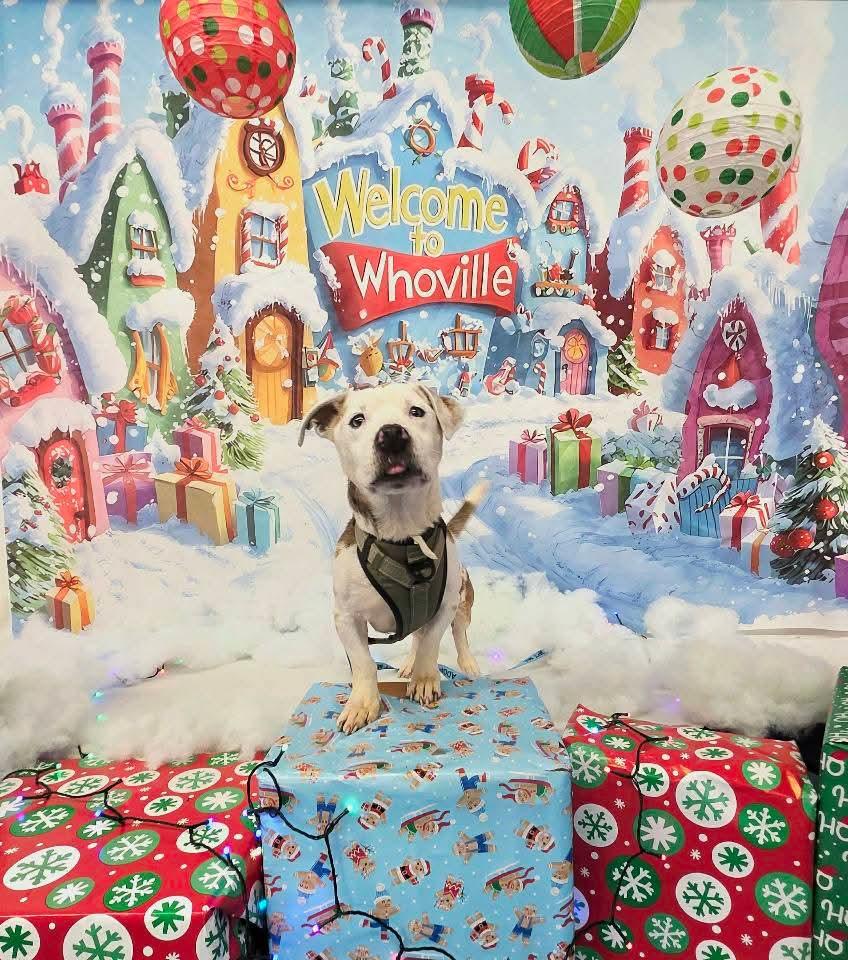 BERT ** DEAF** tinycauseadopt@gmail.com, a Adoptable mixed breed in Vandergrift, PA image 5/6