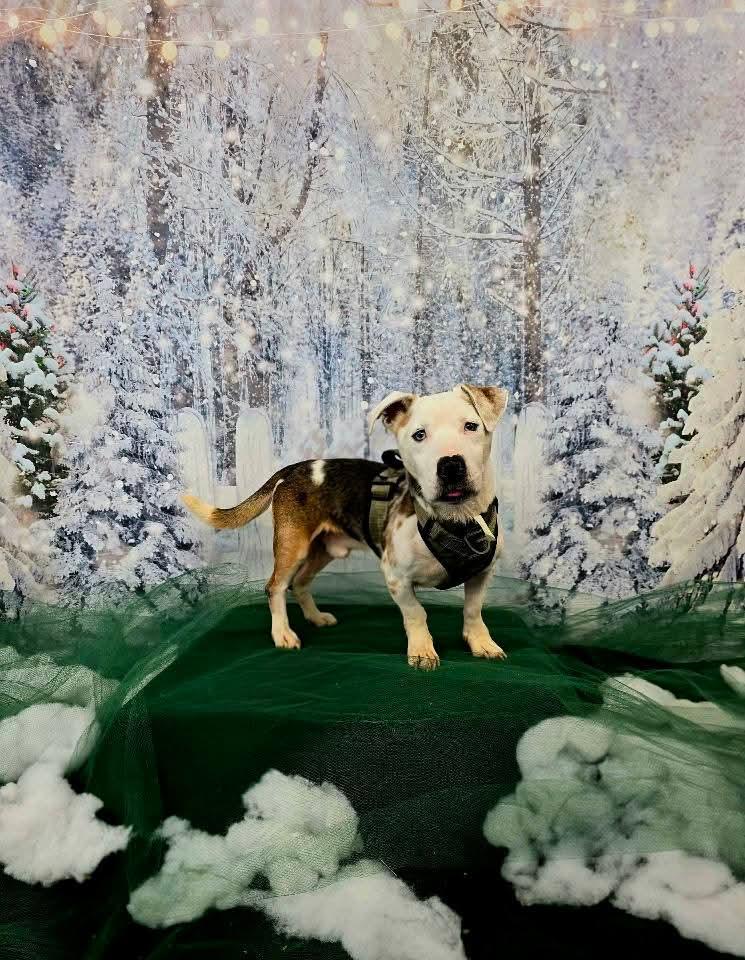 BERT ** DEAF** tinycauseadopt@gmail.com, a Adoptable mixed breed in Vandergrift, PA image 6/6