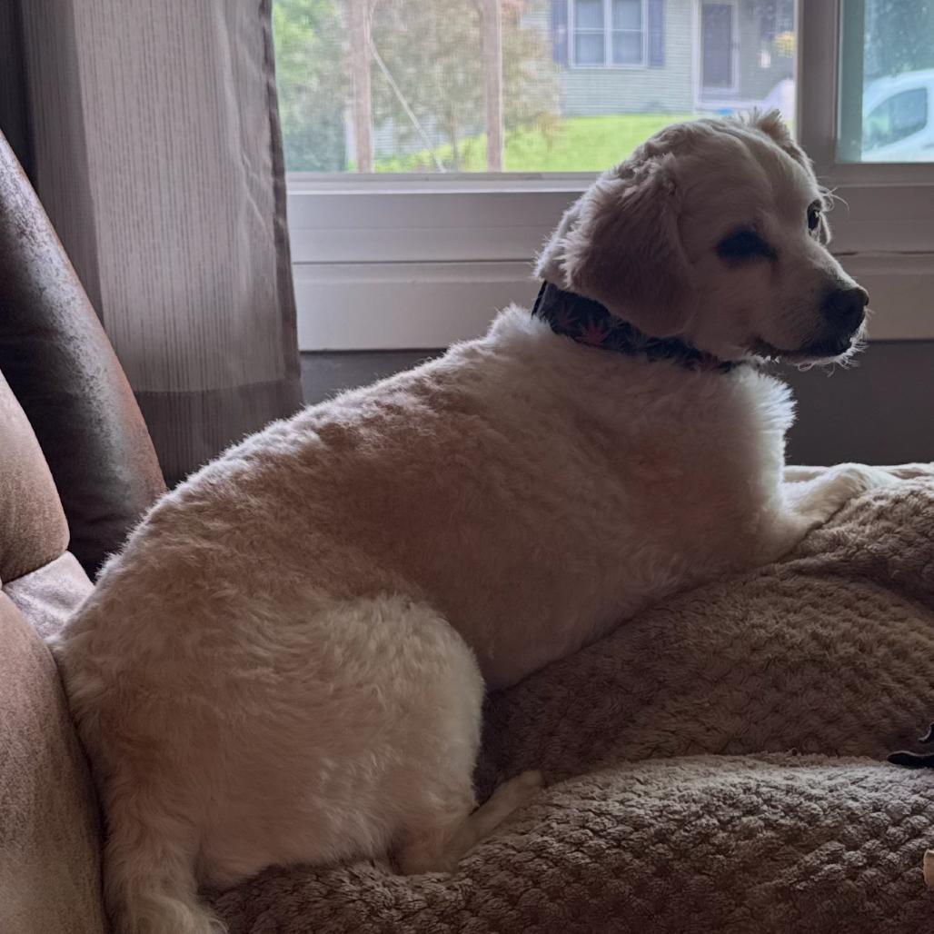 Chester, Adoptable, Senior Male Poodle & Terrier.