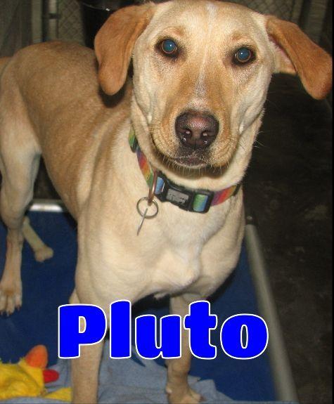 #3741 Pluto photo 6