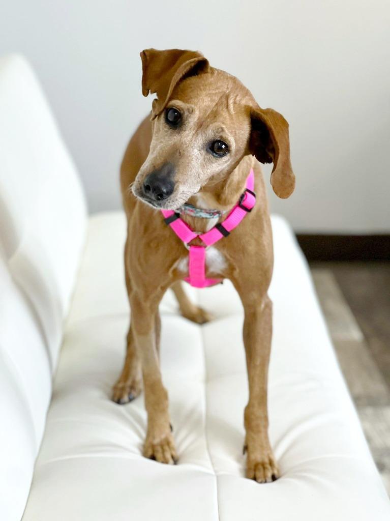 Nomie, Adoptable, Adult Female Hound & Mixed Breed.