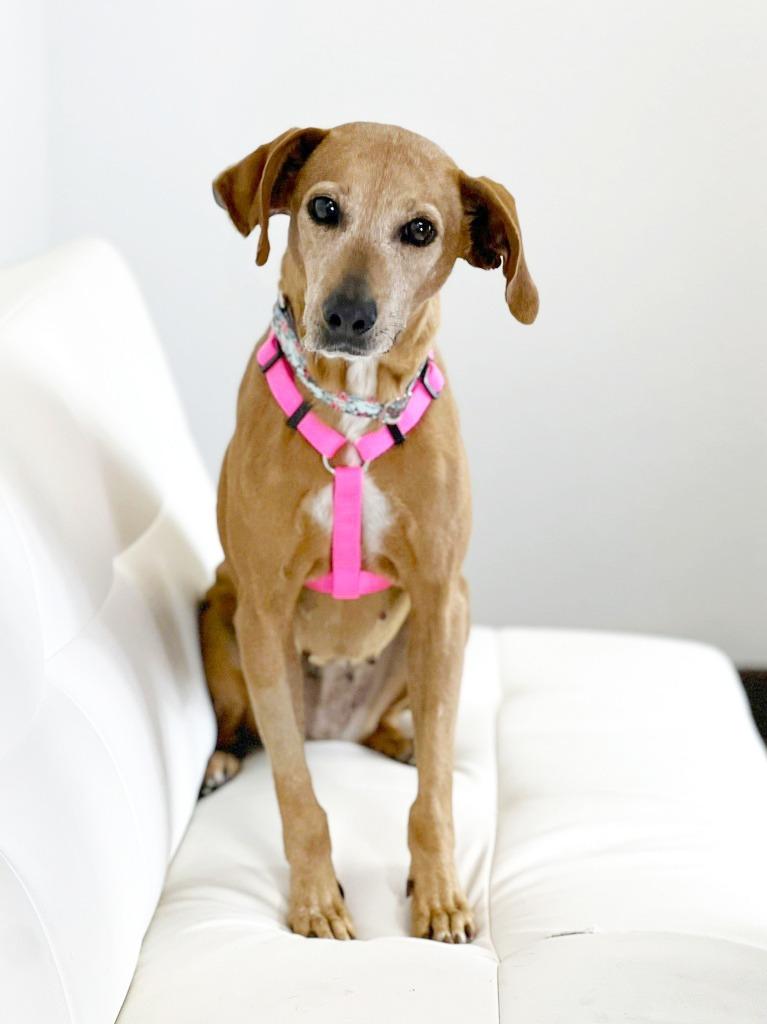 Enlarge Nomie, a Adoptable mixed breed in Savage, MN image 2/4