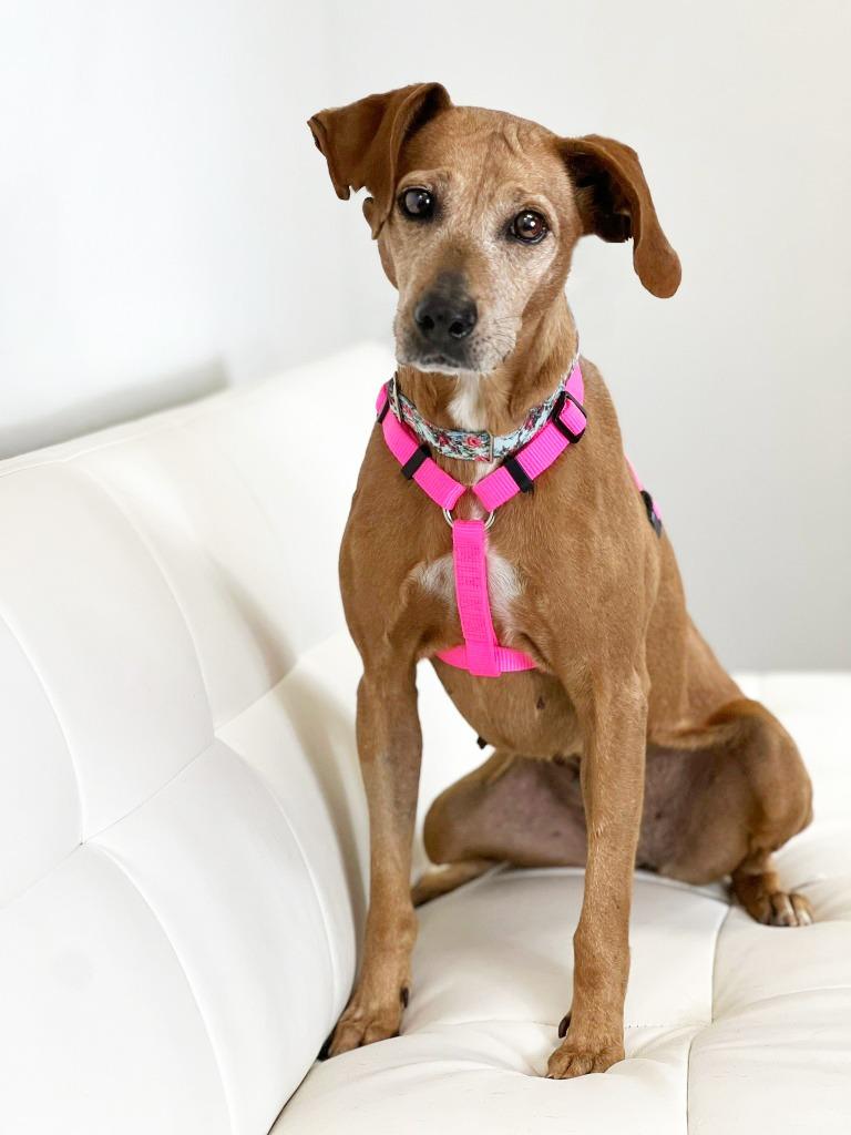 Enlarge Nomie, a Adoptable mixed breed in Savage, MN image 3/4