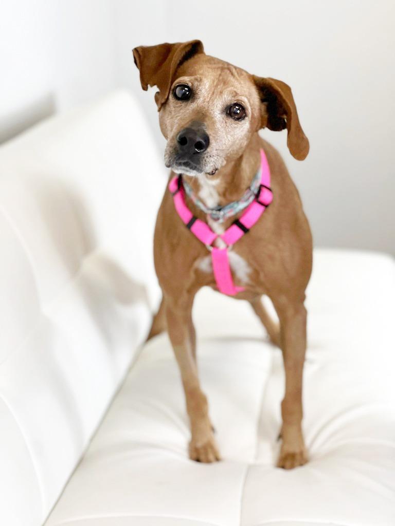 Enlarge Nomie, a Adoptable mixed breed in Savage, MN image 4/4