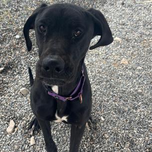 Enlarge Sequoia, a Adoptable mixed breed in Pahrump, NV image 1/1