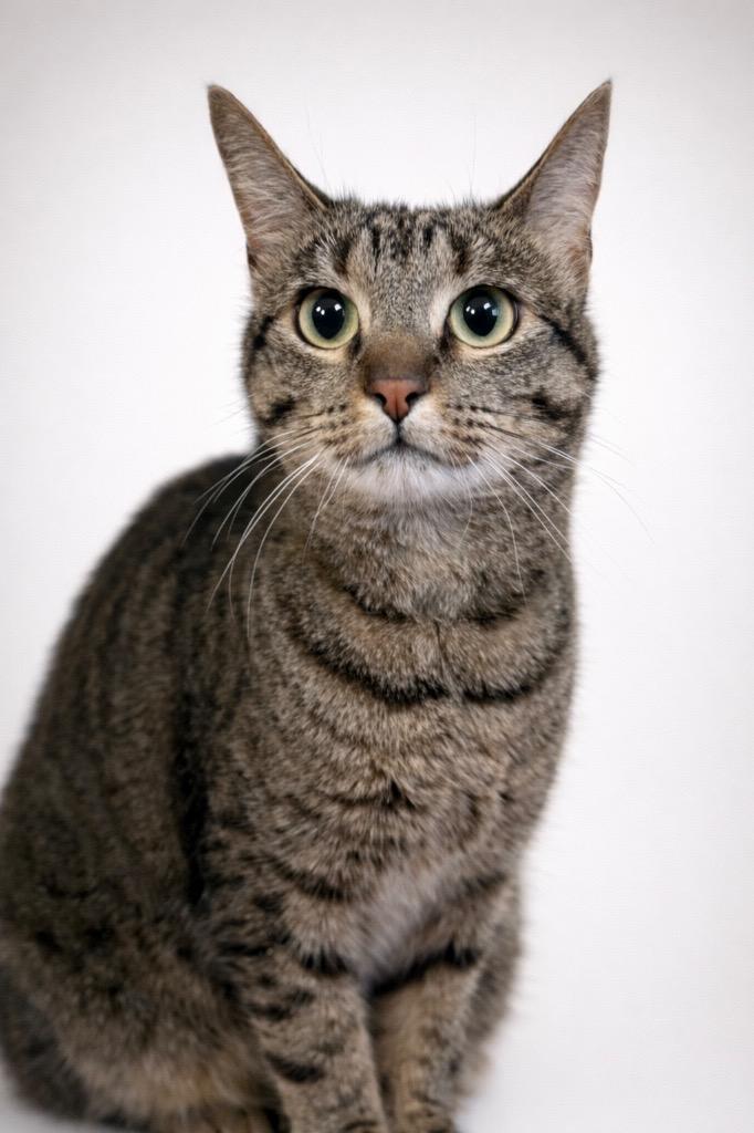 Posie, Adoptable, Adult Female Domestic Short Hair.
