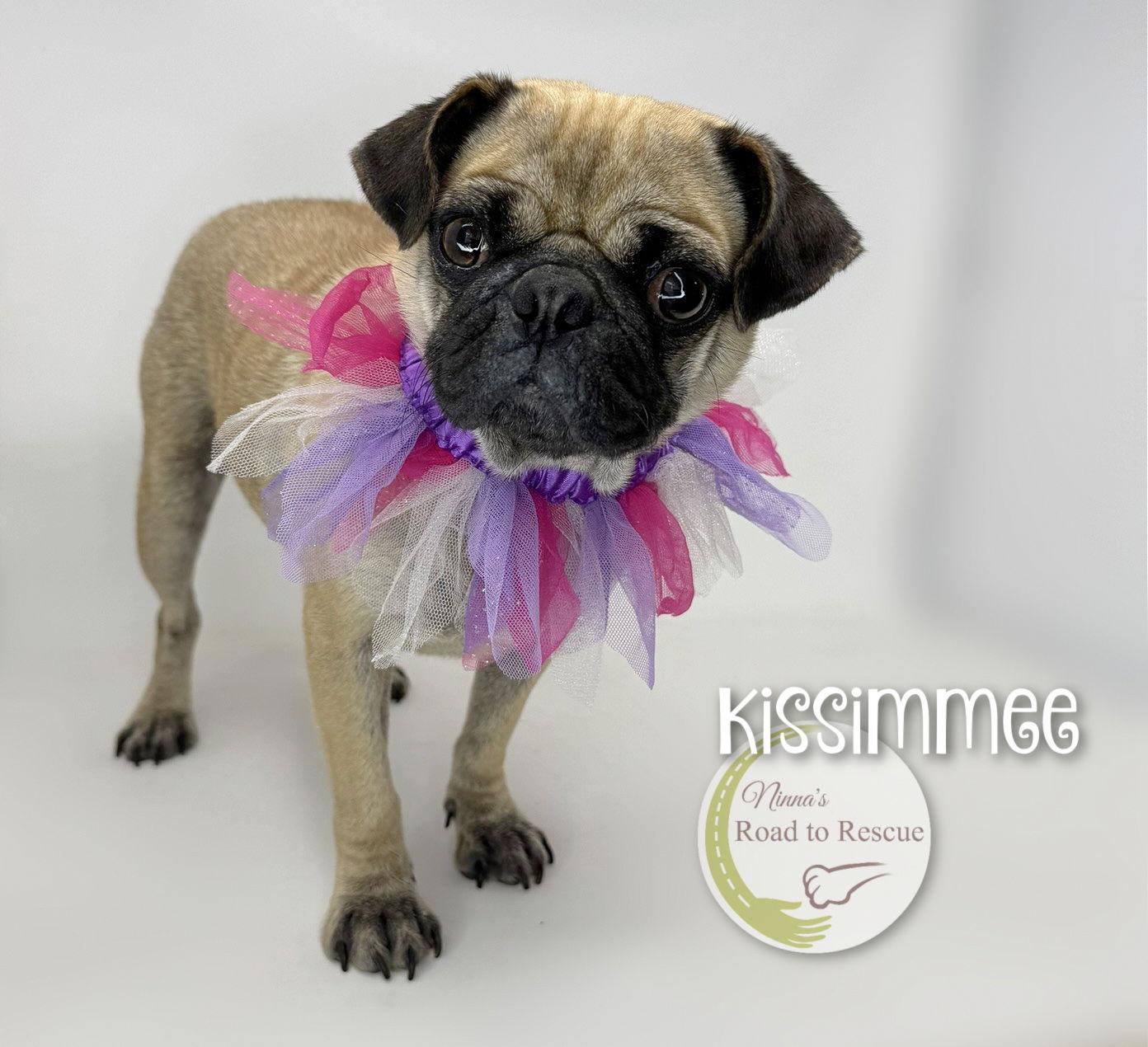 Kissimmee, Adopted, Adult Female Pug.