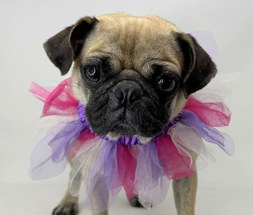 Kissimmee, a Adopted Pug in Benton, LA image 2/3