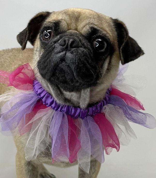 Kissimmee, a Adopted Pug in Benton, LA image 3/3