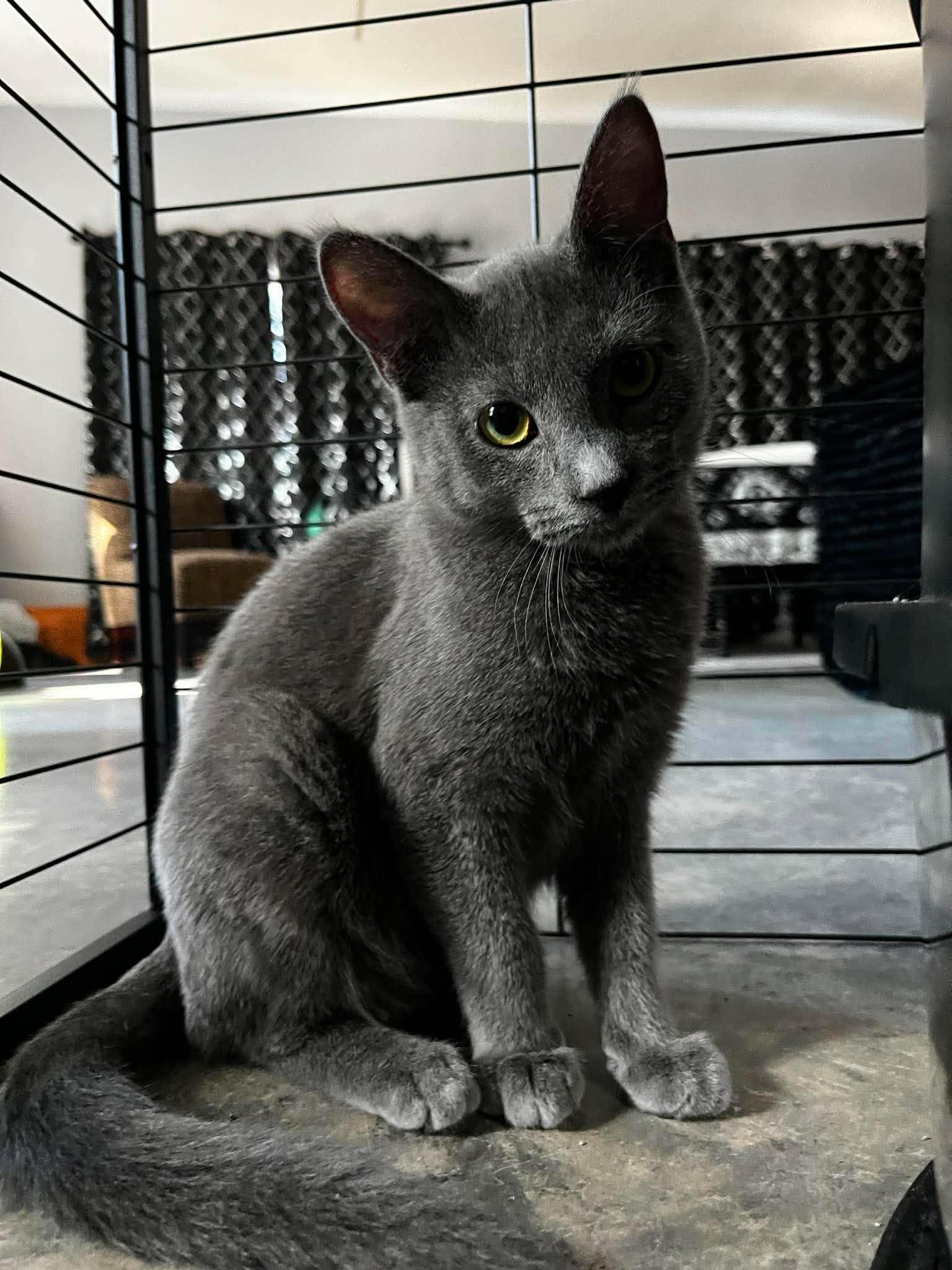 Enlarge Wasabi, a ADOPTABLE Domestic Short Hair in Overland Park, KS image 1/6