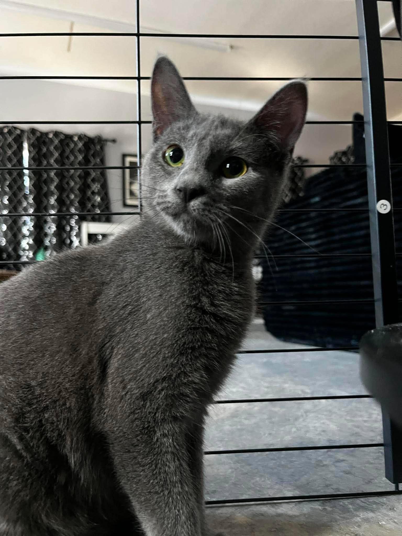 Enlarge Wasabi, a ADOPTABLE Domestic Short Hair in Overland Park, KS image 2/6