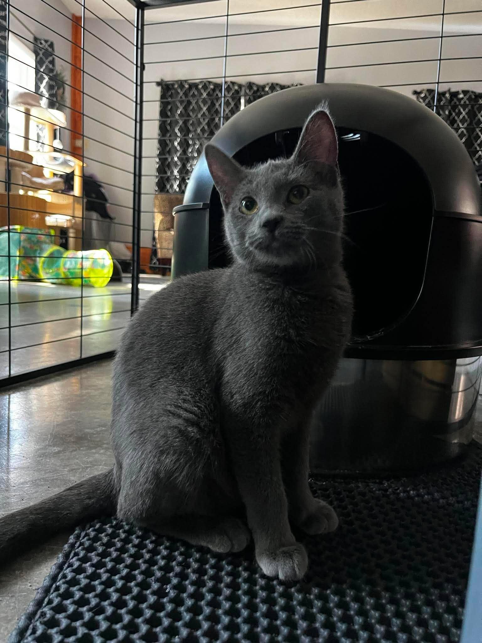 Enlarge Wasabi, a ADOPTABLE Domestic Short Hair in Overland Park, KS image 3/6