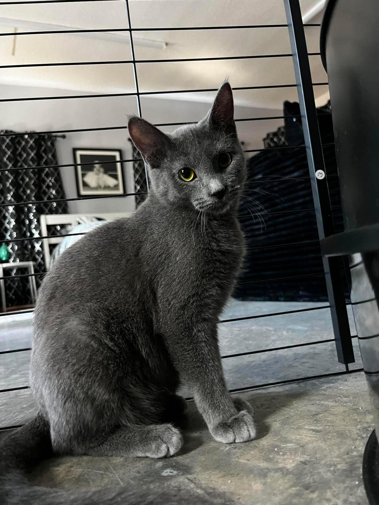 Enlarge Wasabi, a ADOPTABLE Domestic Short Hair in Overland Park, KS image 4/6