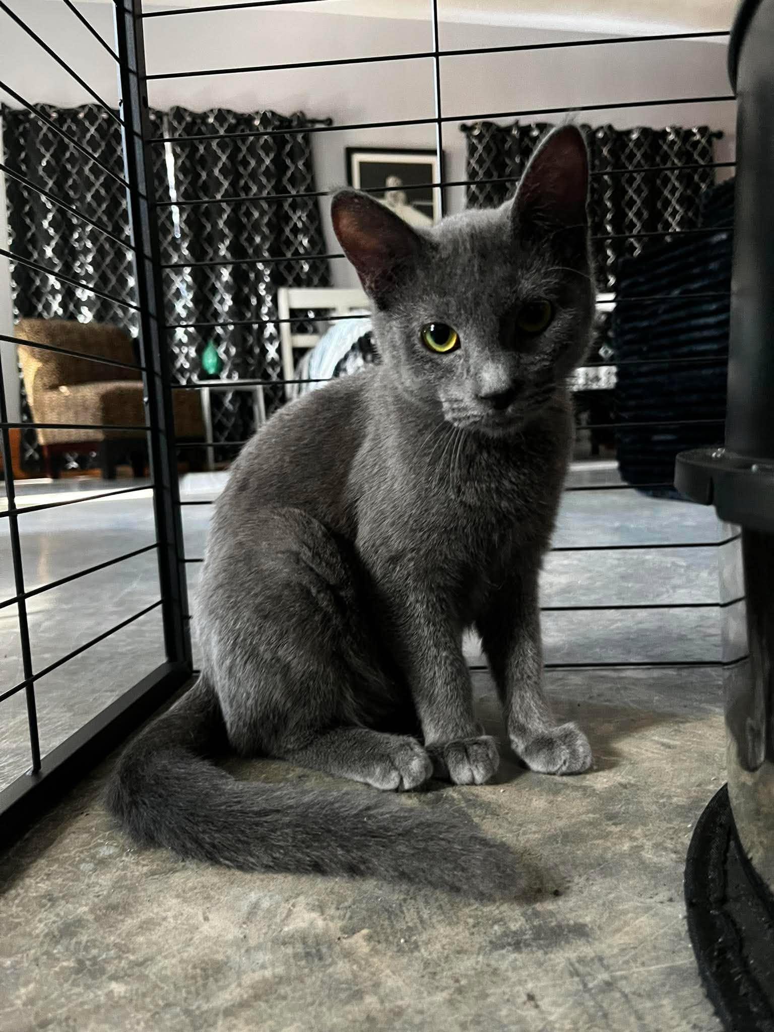 Enlarge Wasabi, a ADOPTABLE Domestic Short Hair in Overland Park, KS image 5/6