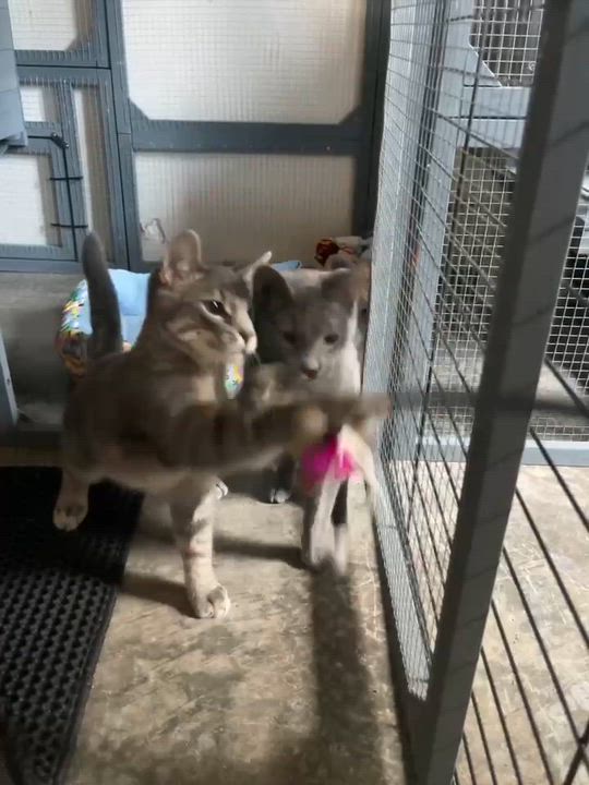 Enlarge Wasabi, a ADOPTABLE Domestic Short Hair in Overland Park, KS video 6/6
