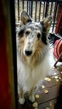 Bella Blu, Adopted, Adult Female Collie.