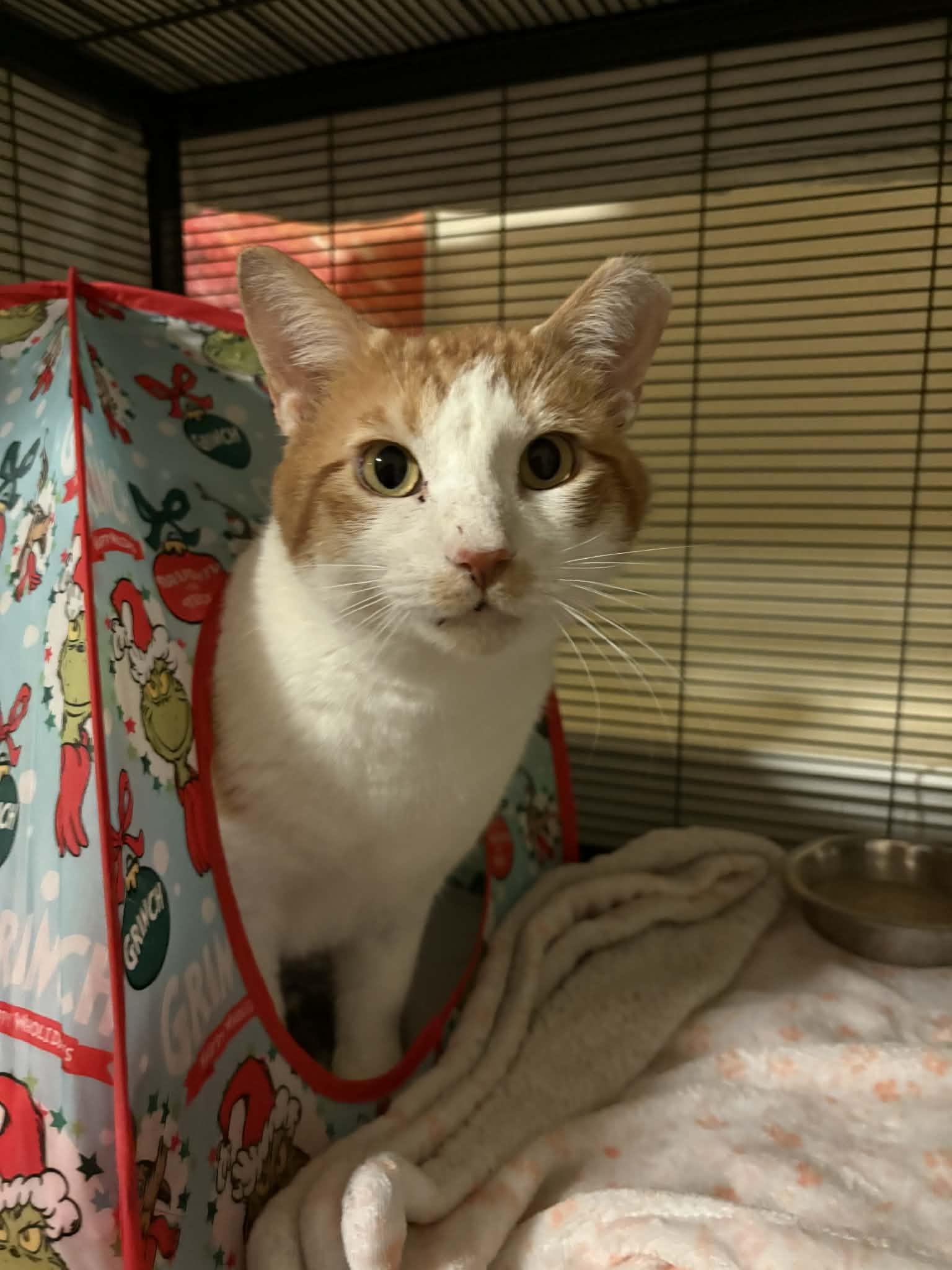 Norbert (FIV+), Adoptable, Adult Male Domestic Short Hair.