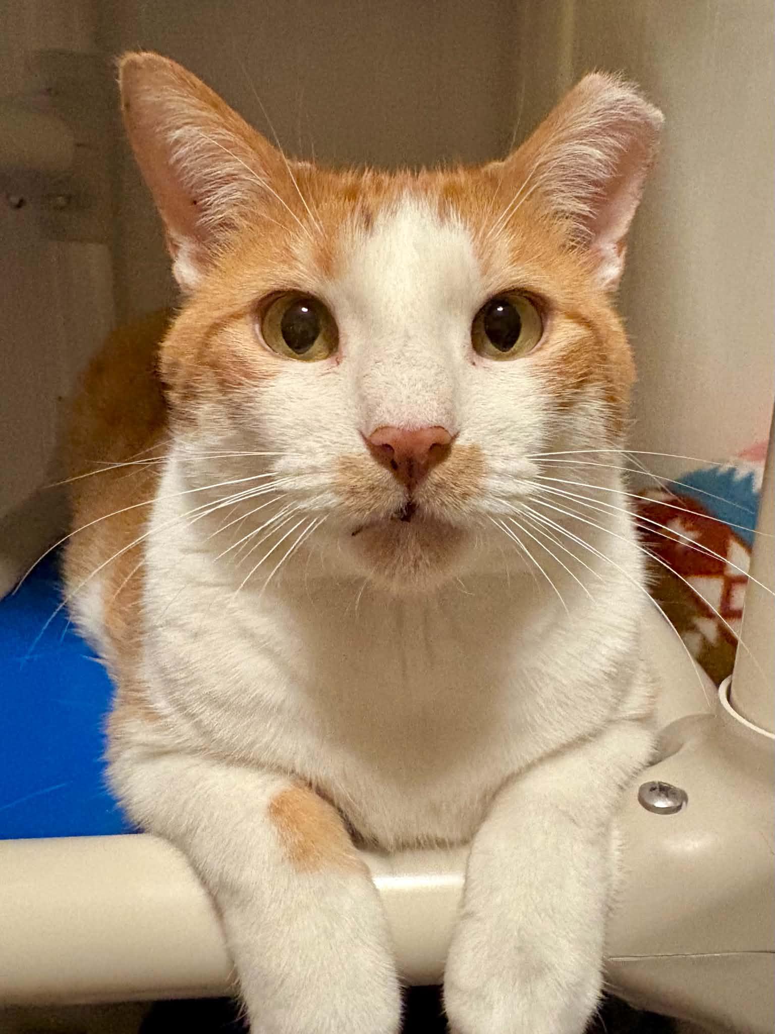 Norbert, Adoptable, Adult Male Domestic Short Hair.
