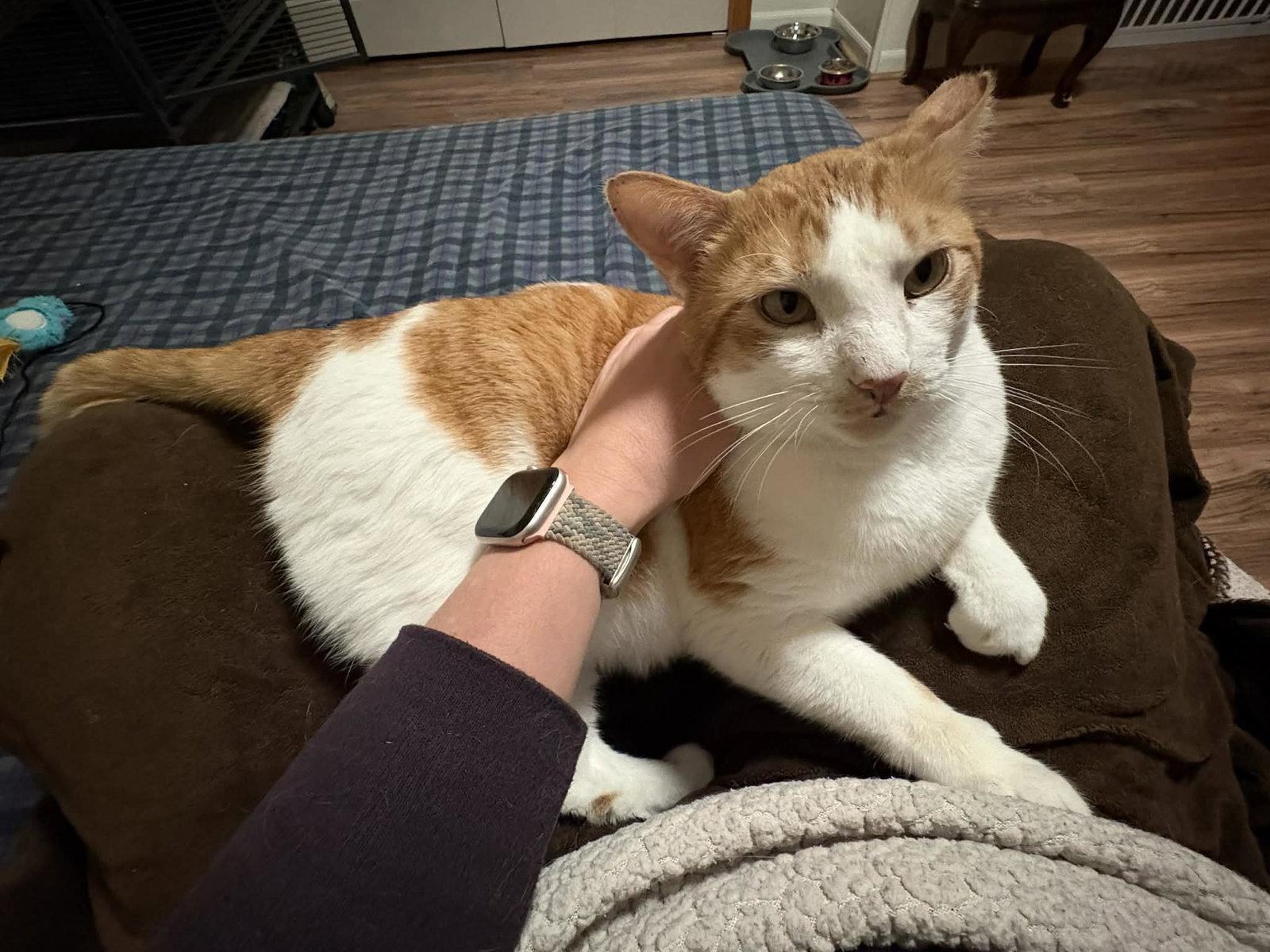 Enlarge Norbert (FIV+), a Adoptable Domestic Short Hair in Aurora, CO image 2/3