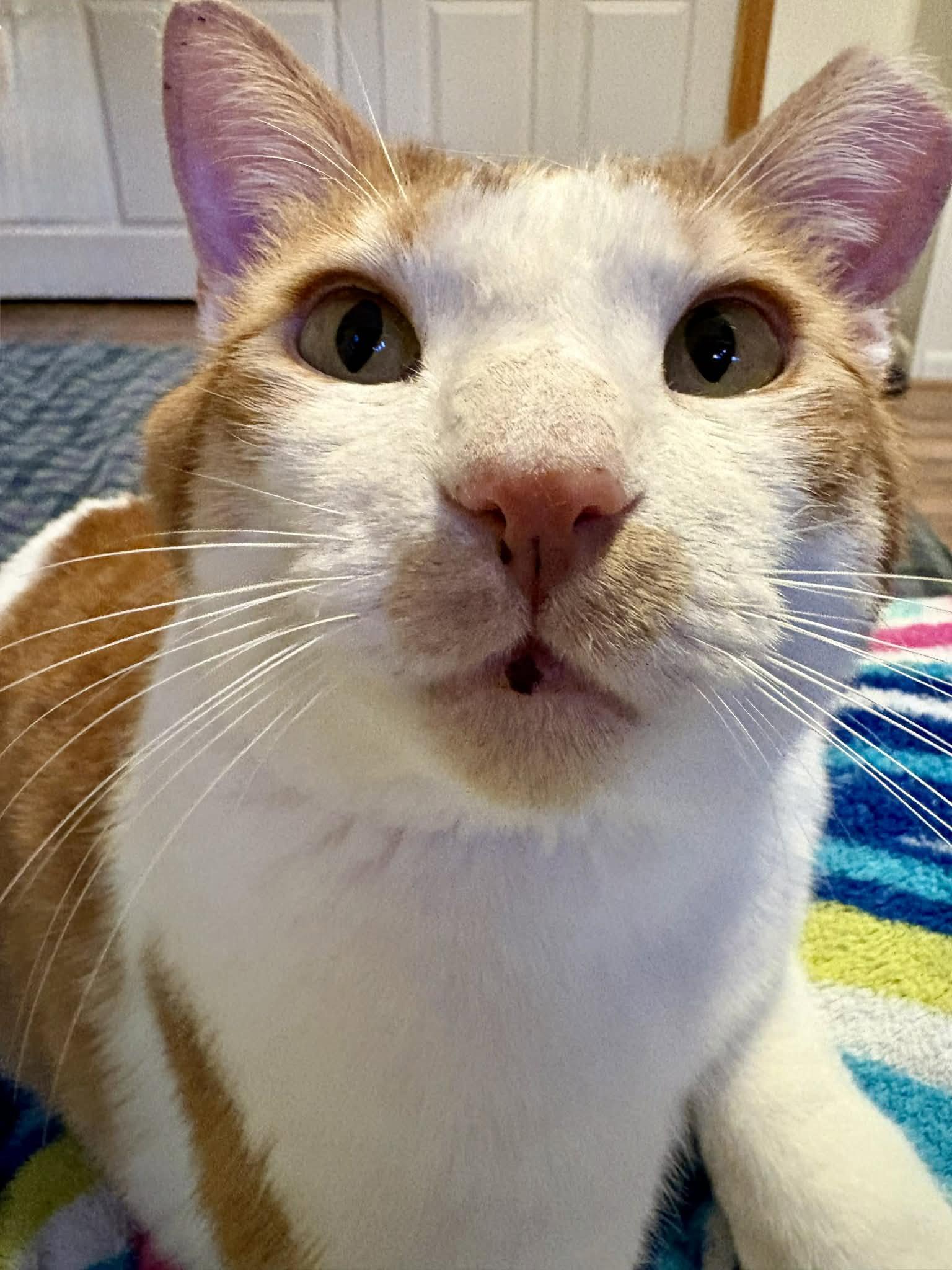 Enlarge Norbert (FIV+), a Adoptable Domestic Short Hair in Aurora, CO image 3/3